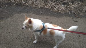 24時間ドッグトレーナー常駐のペットホテルセカンドファミリー／夜のお時間　2020年9月14日