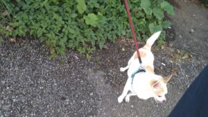 フリースペースのペットホテルセカンドファミリー／朝のお時間　2020年9月15日