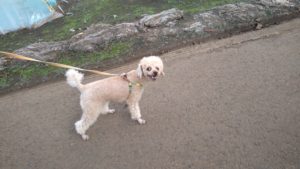 成田市近郊のペットホテルセカンドファミリー／朝のお時間　2020年9月18日