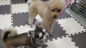 やんちゃ娘　2020/9/18