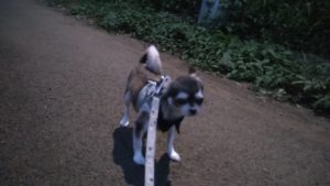 小さい戦い　2020/9/18