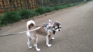 印西市近郊のペットホテルセカンドファミリー／朝のお時間　2020年9月19日