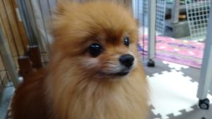 昼のお時間　2020/9/19