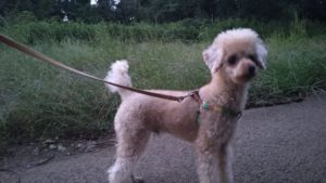 印西市近郊のペットホテルセカンドファミリー／夜のお時間　2020年9月19日