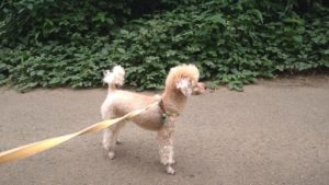 酒々井近郊のペットホテルセカンドファミリー／朝のお時間　2020年9月20日