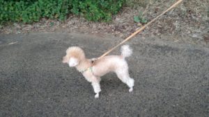 酒々井近郊のペットホテルセカンドファミリー／夜のお時間　2020年9月20日