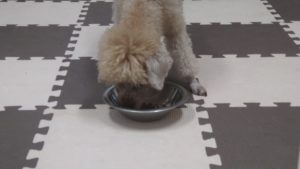 24時間ドッグトレーナー常駐のペットホテルセカンドファミリー／朝のお時間　2020年9月21日