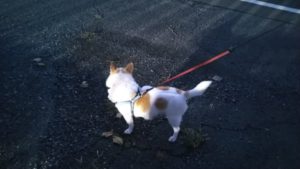 24時間ドッグトレーナー常駐のペットホテルセカンドファミリー／夜のお時間　2020年9月21日