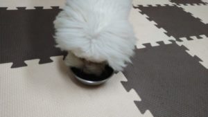 フリースペースのペットホテルセカンドファミリー／夜のお時間　2020年9月22日