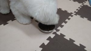 成田空港近郊のペットホテルセカンドファミリー／朝のお時間　2020年9月23日