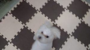 成田空港近郊のペットホテルセカンドファミリー／夜のお時間　2020年9月23日