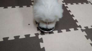 富里市のペットホテルセカンドファミリー／朝のお時間　2020年9月24日