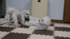 富里市のペットホテルセカンドファミリー／午後のお時間　2020年9月24日