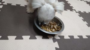 富里市のペットホテルセカンドファミリー／夜のお時間　2020年9月24日