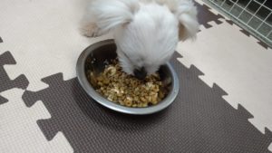 成田市近郊のペットホテルセカンドファミリー／朝のお時間　2020年9月25日