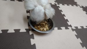 印西市近郊のペットホテルセカンドファミリー／夜のお時間　2020年9月26日