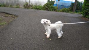 印西市近郊のペットホテルセカンドファミリー／朝のお時間　2020年9月26日