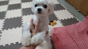 昼のお時間　2020/9/26