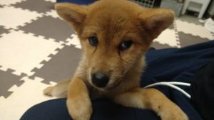 小さいお客さん　2020/9/29