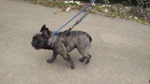 フリースペースのペットホテルセカンドファミリー／朝のお時間　2020年9月1日