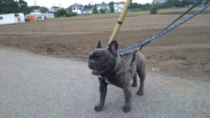 フリースペースのペットホテルセカンドファミリー／夜のお時間　2020年9月1日