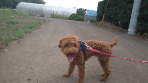 成田空港近郊のペットホテルセカンドファミリー／朝のお時間　2020年9月2日