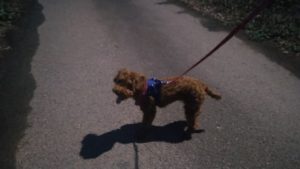 成田空港近郊のペットホテルセカンドファミリー／夜のお時間　2020年9月2日