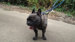 成田市近郊のペットホテルセカンドファミリー／朝のお時間　2020年9月4日