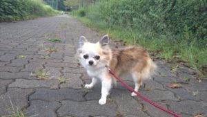 酒々井近郊のペットホテルセカンドファミリー／夜のお時間　2020年9月6日