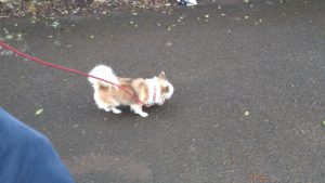 24時間ドッグトレーナー常駐のペットホテルセカンドファミリー／朝のお時間　2020年9月7日