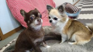 昼のお時間　2020/9/7