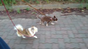 24時間ドッグトレーナー常駐のペットホテルセカンドファミリー／夜のお時間　2020年9月7日