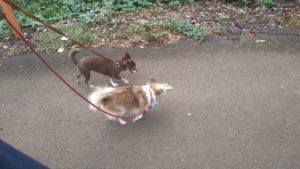 フリースペースのペットホテルセカンドファミリー／朝のお時間　2020年9月8日