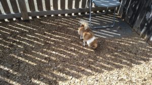 あちぃ〜　2020/9/8