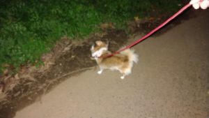 フリースペースのペットホテルセカンドファミリー／夜のお時間　2020年9月8日