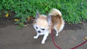 このまま！　2020/9/9