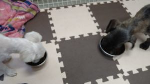 成田市近郊のペットホテルセカンドファミリー／朝のお時間　2020年10月2日