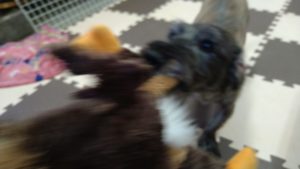 昼のお時間　2020/10/2