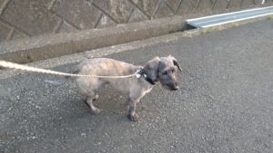 成田市近郊のペットホテルセカンドファミリー／夜のお時間　2020年10月2日