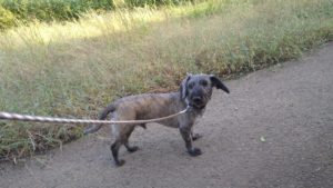 印西市近郊のペットホテルセカンドファミリー／朝のお時間　2020年10月3日