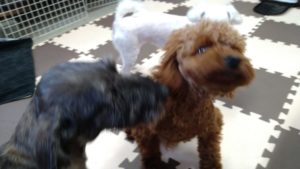 昼のお時間　2020/10/3