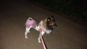 印西市近郊のペットホテルセカンドファミリー／夜のお時間　2020年10月3日