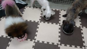 酒々井近郊のペットホテルセカンドファミリー／朝のお時間　2020年10月4日