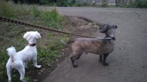 酒々井近郊のペットホテルセカンドファミリー／夜のお時間　2020年10月4日