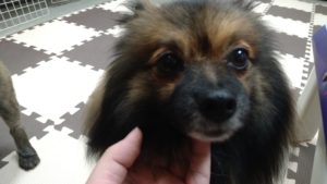 24時間ドッグトレーナー常駐のペットホテルセカンドファミリー／午後のお時間　2020年10月5日