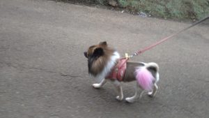 24時間ドッグトレーナー常駐のペットホテルセカンドファミリー／朝のお時間　2020年10月5日