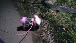 24時間ドッグトレーナー常駐のペットホテルセカンドファミリー／夜のお時間　2020年10月5日