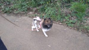 フリースペースのペットホテルセカンドファミリー／朝のお時間　2020年10月6日