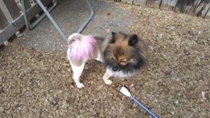 昼のお時間　2020/10/6