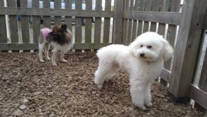 フリースペースのペットホテルセカンドファミリー／夜のお時間　2020年10月6日